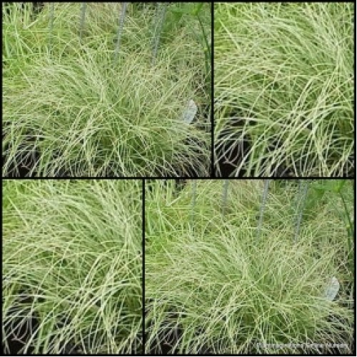 Frosted Curls NZ Sedge Grass 1 Clumping Hardy Carex comans grasses